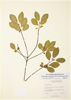 藏品(歐鼠李)的圖片